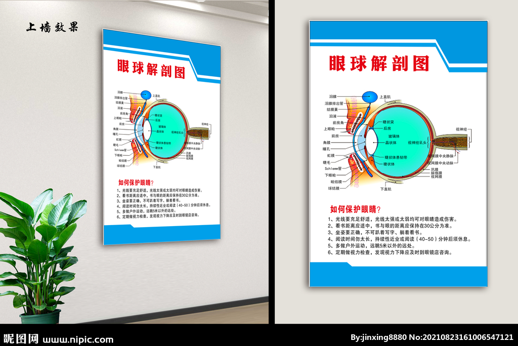 眼球解剖图