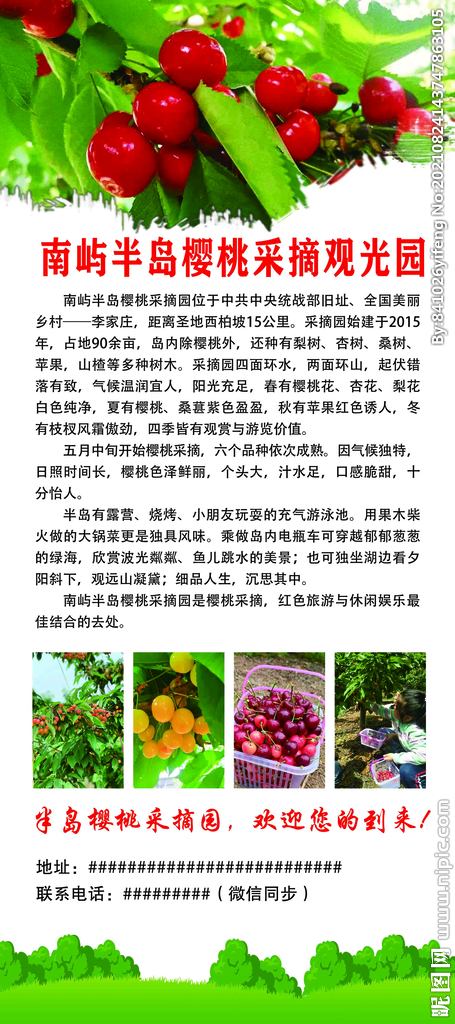 樱桃采摘