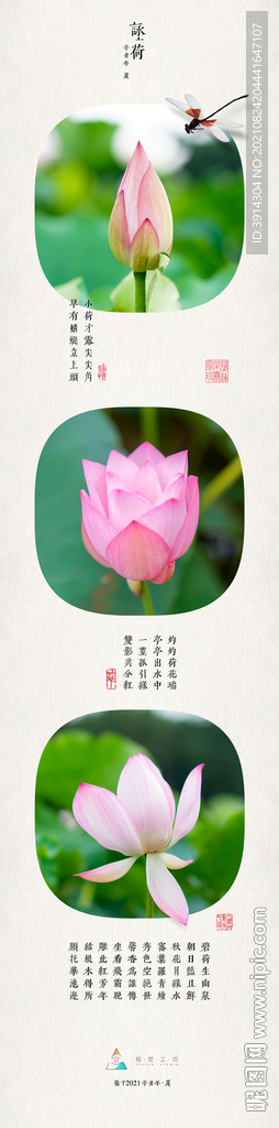 夏日荷花《咏荷》