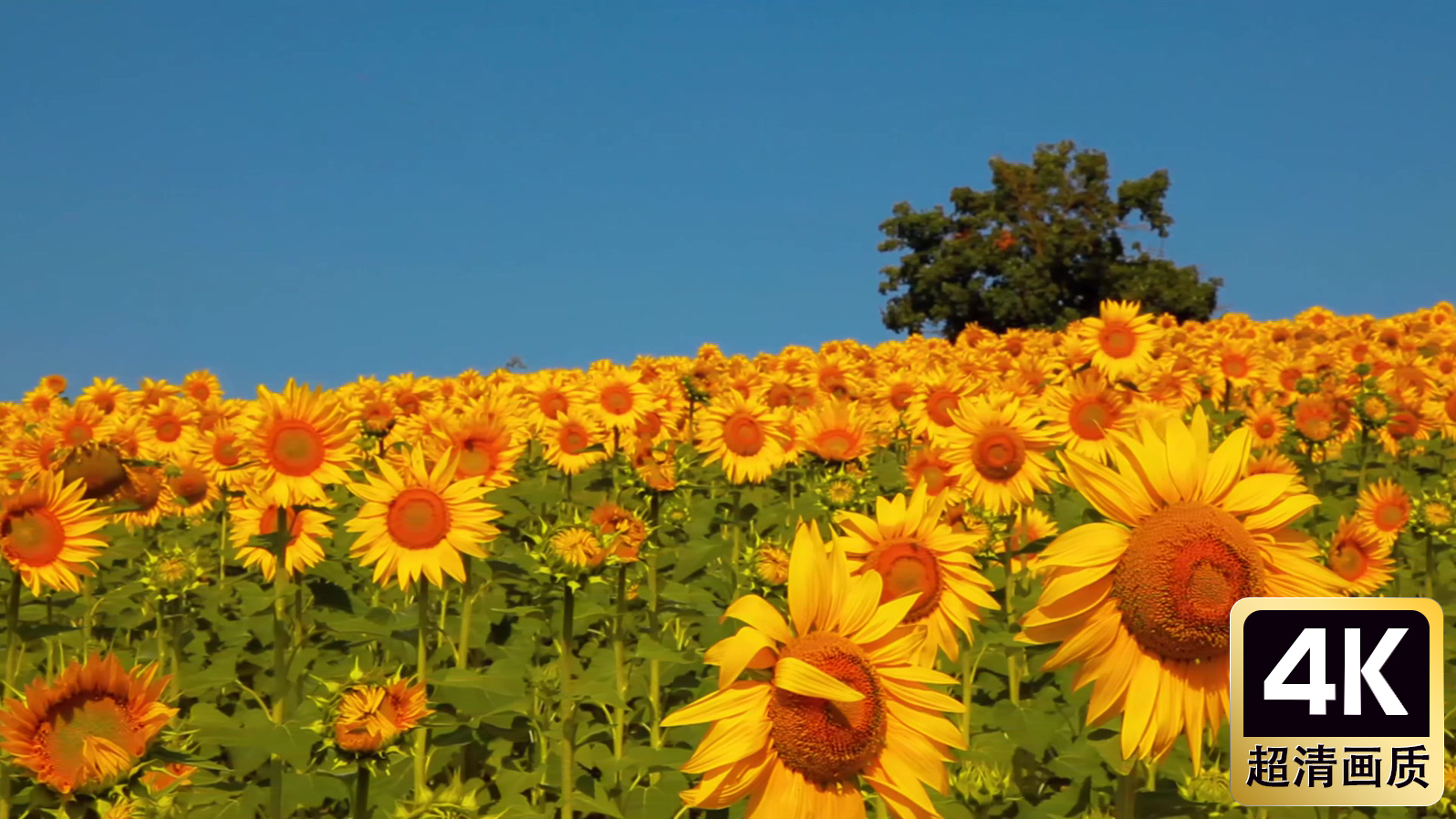 开花的向日葵种植园