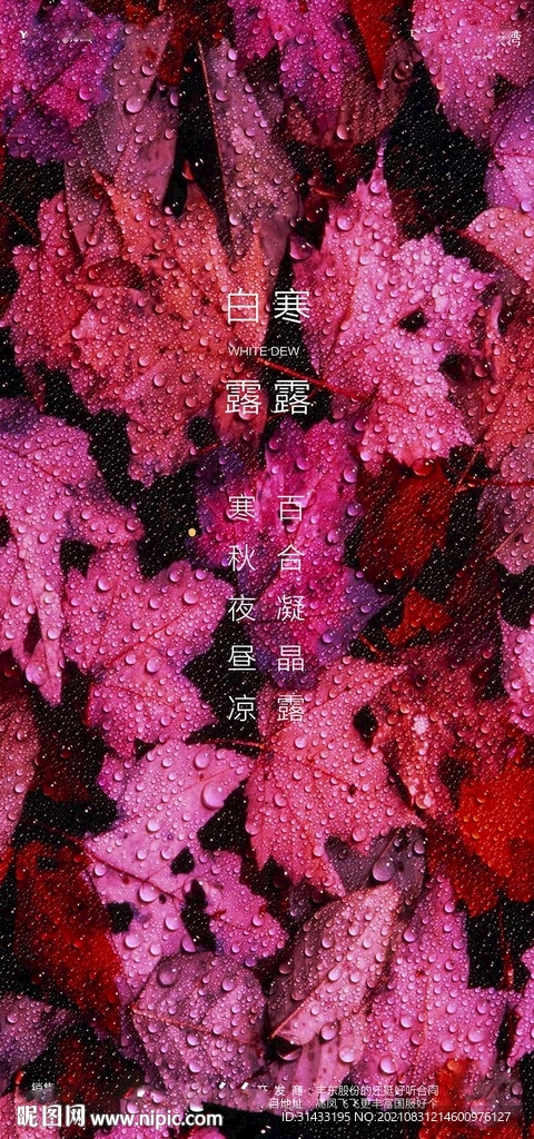 白露节气海报