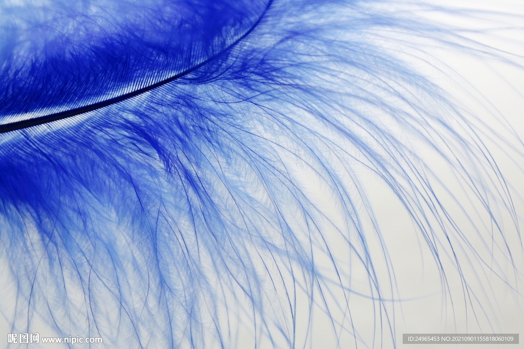 蓝色羽毛