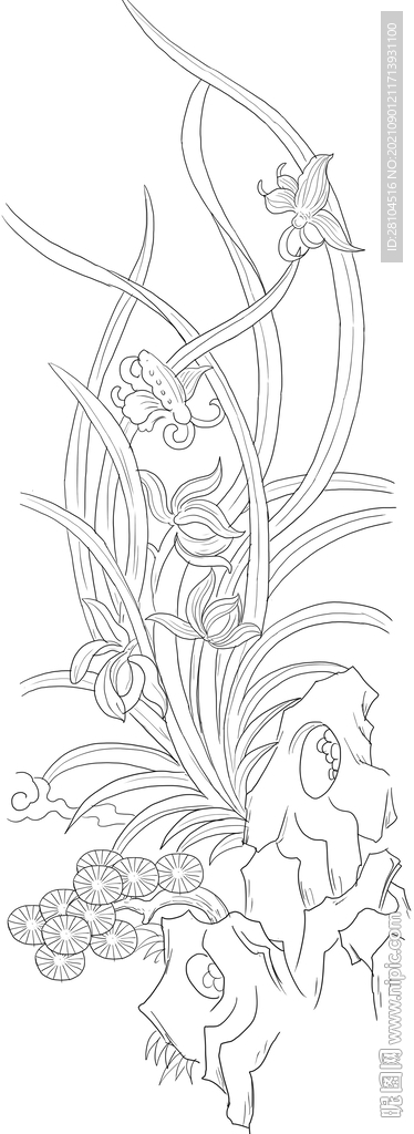 兰花