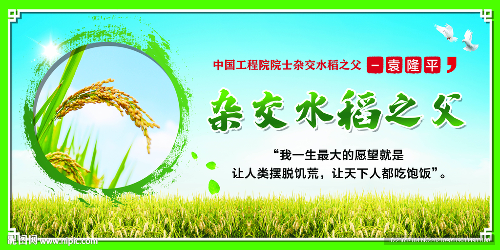 袁隆平 水稻之父 