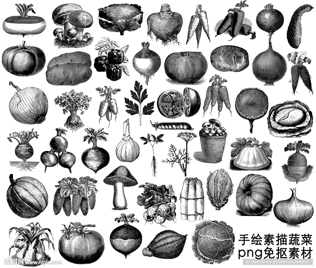蔬菜素描