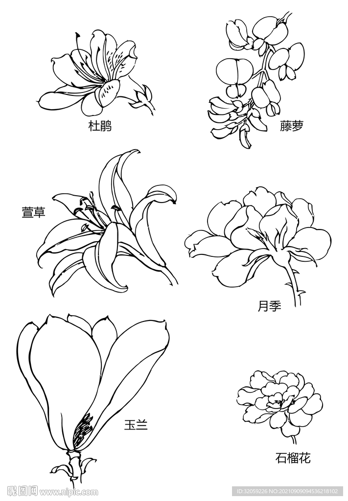 矢量花朵植物手绘线稿插画素材