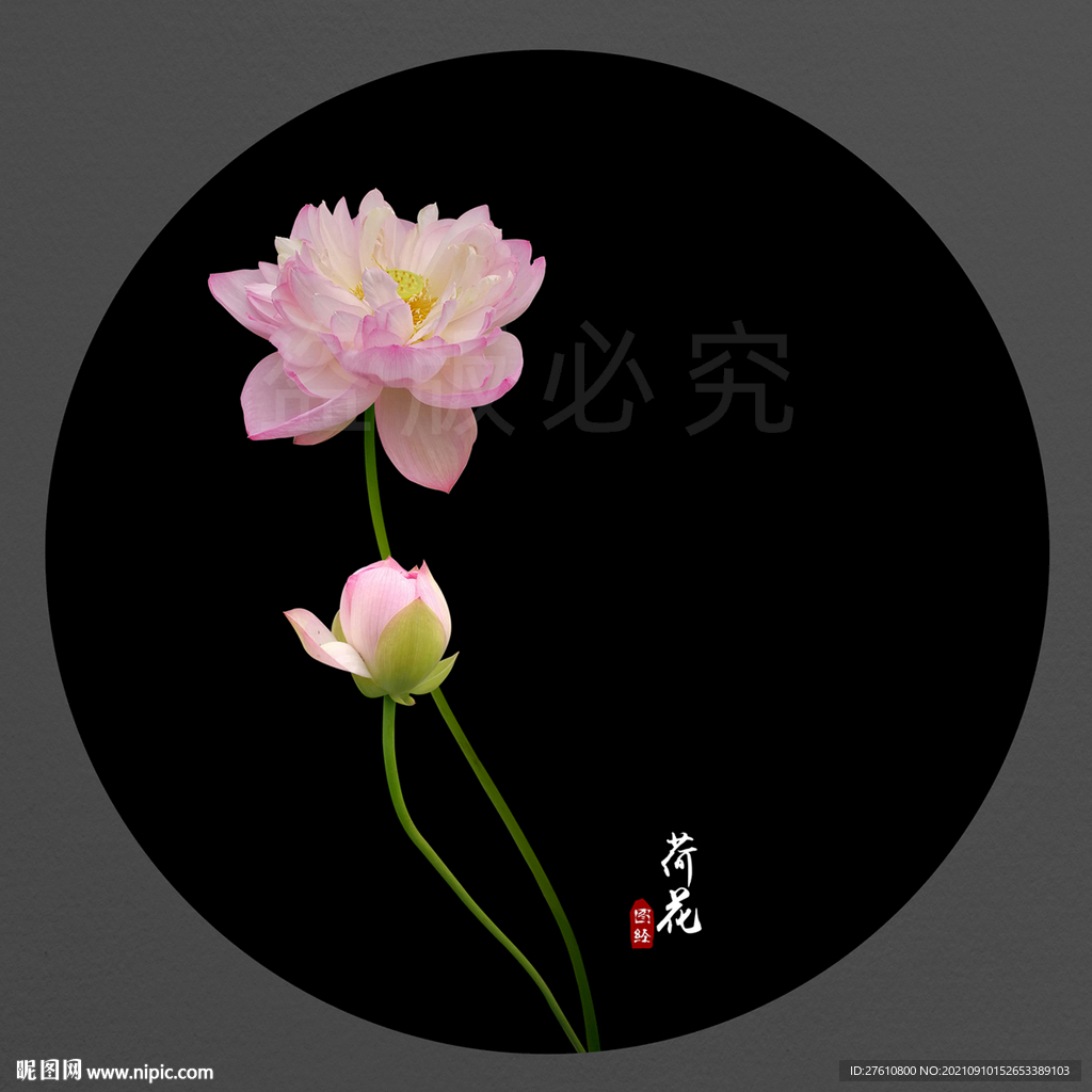 荷花