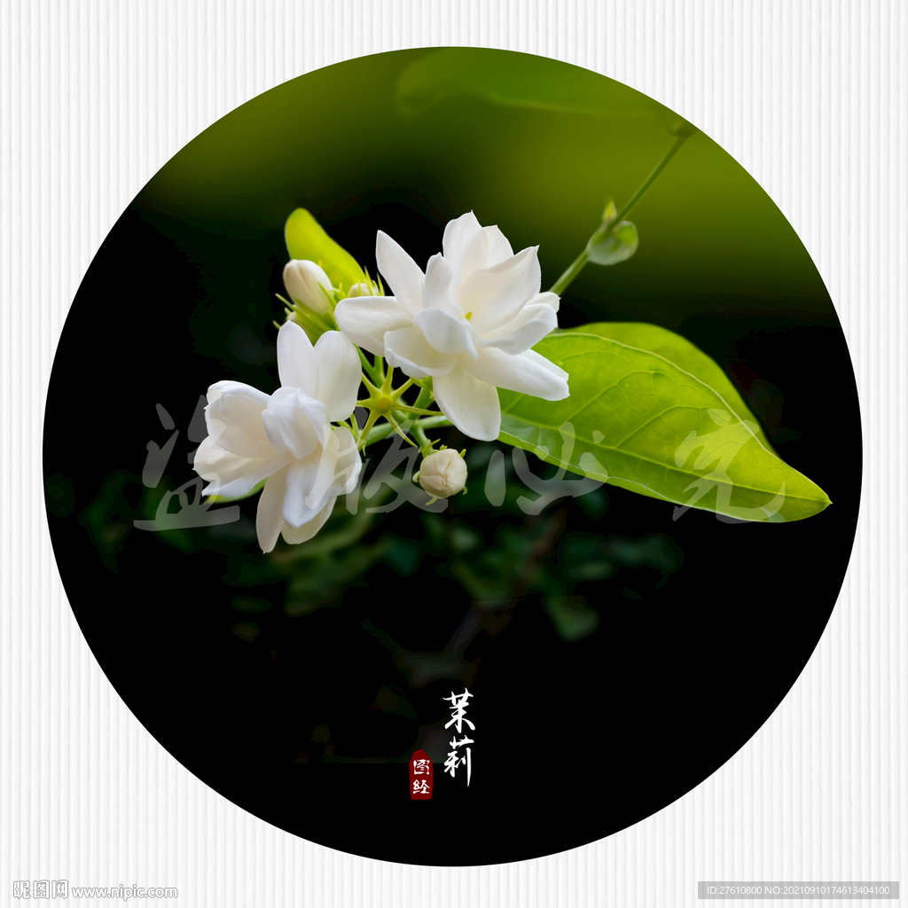 茉莉