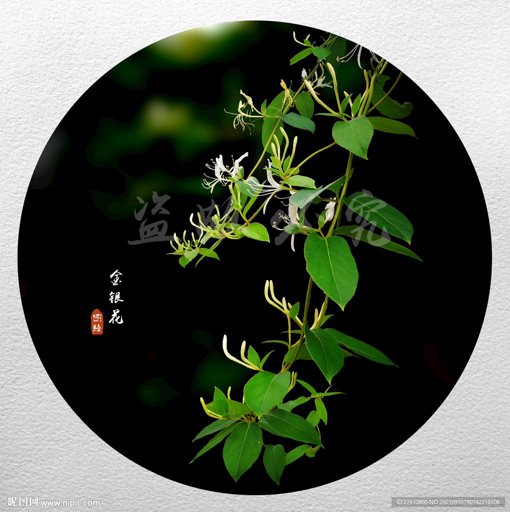 金银花