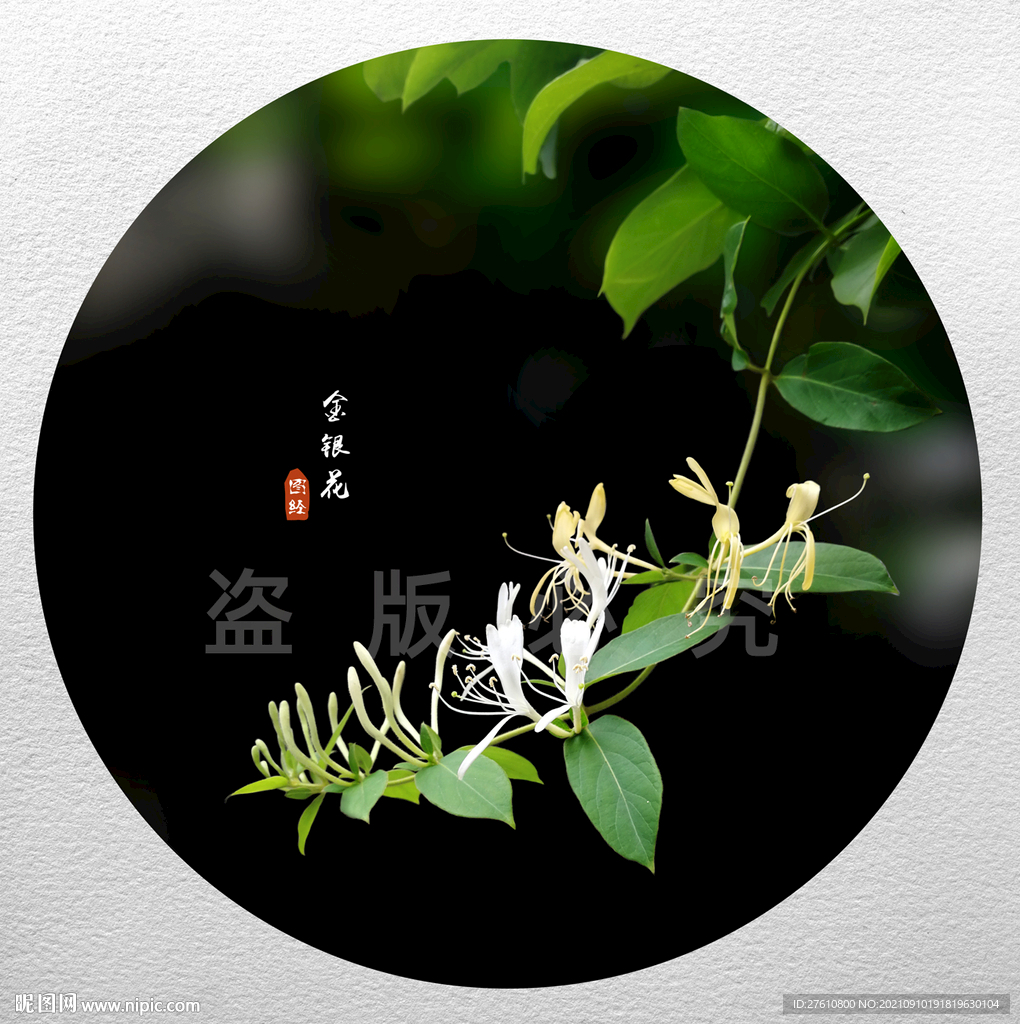 金银花