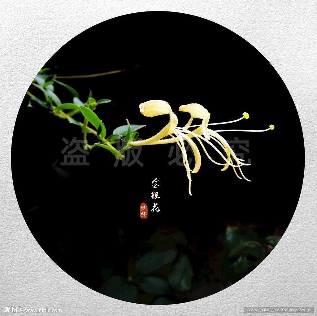 金银花