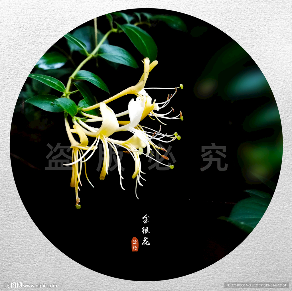 金银花