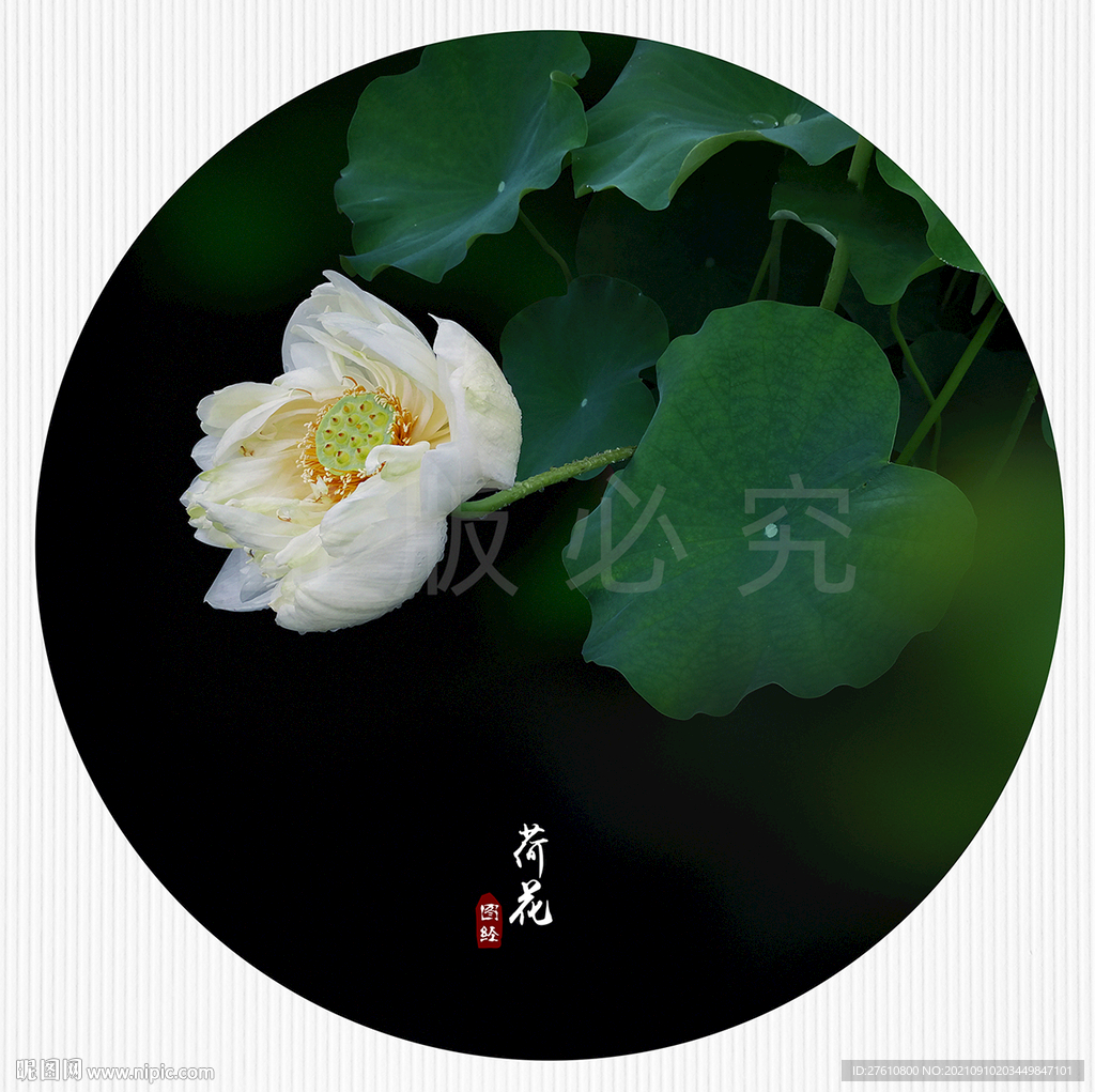 荷花