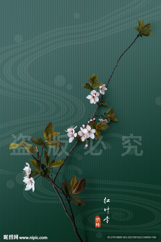 红叶李