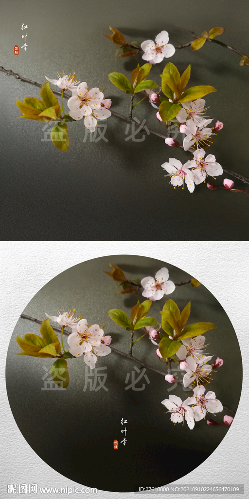 红叶李