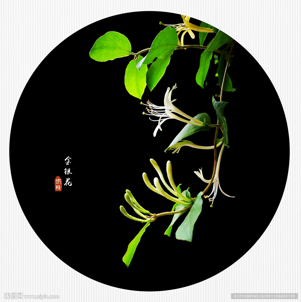 金银花