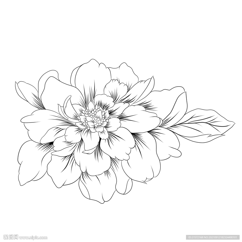  牡丹白描手绘线稿