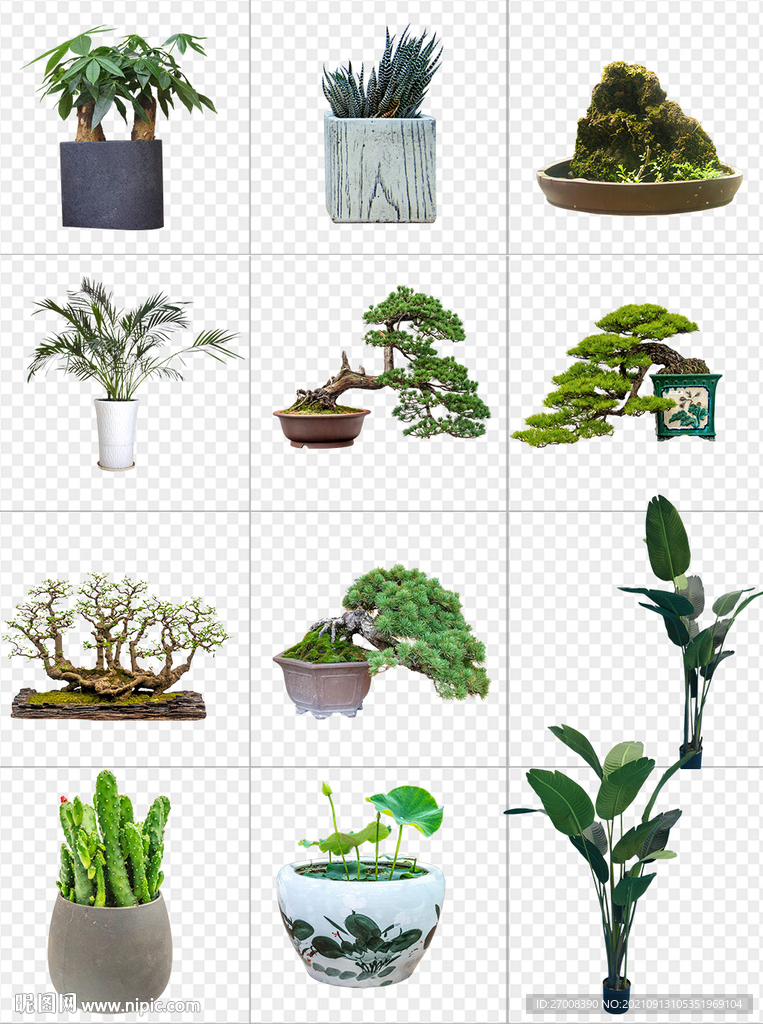 植物盆景