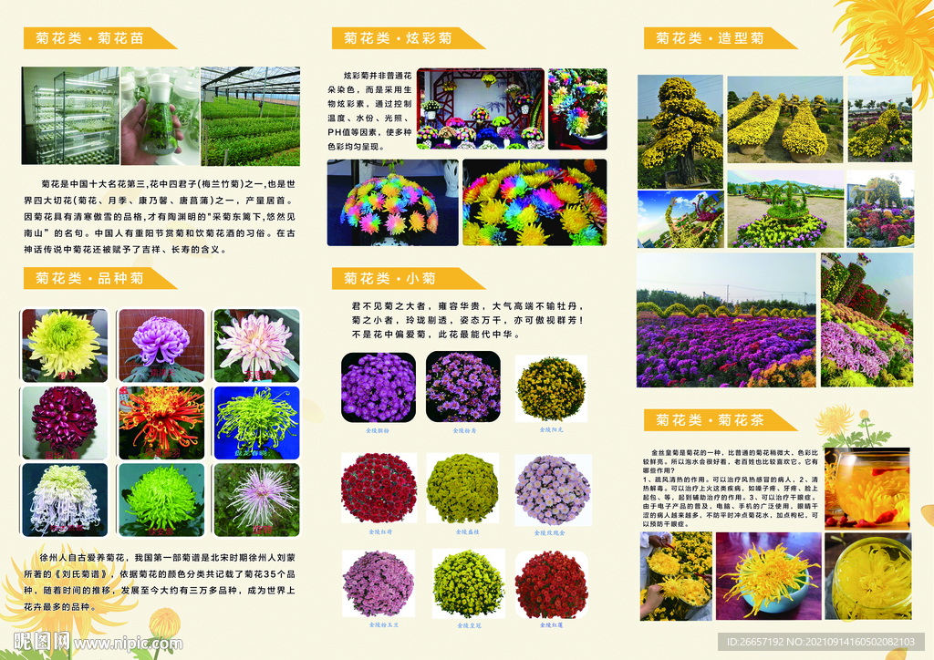 菊花彩页
