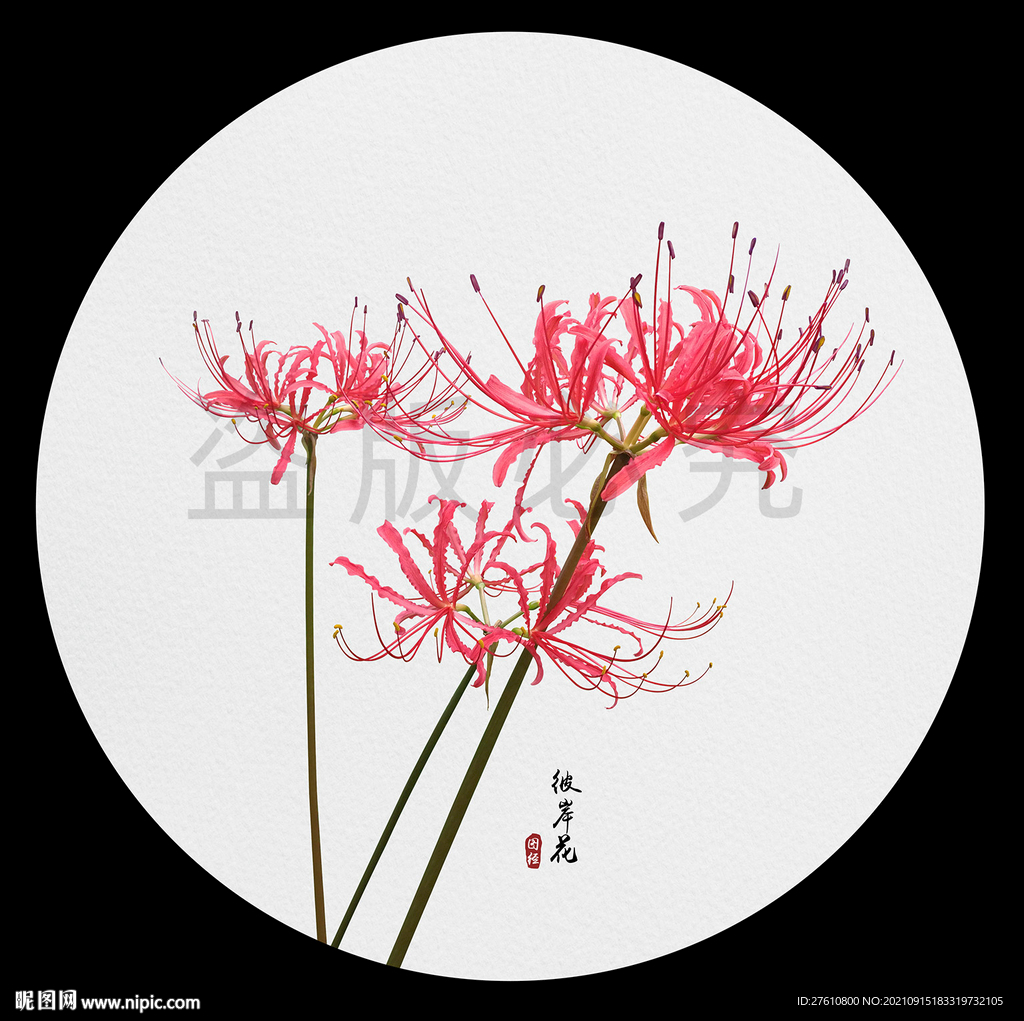 彼岸花