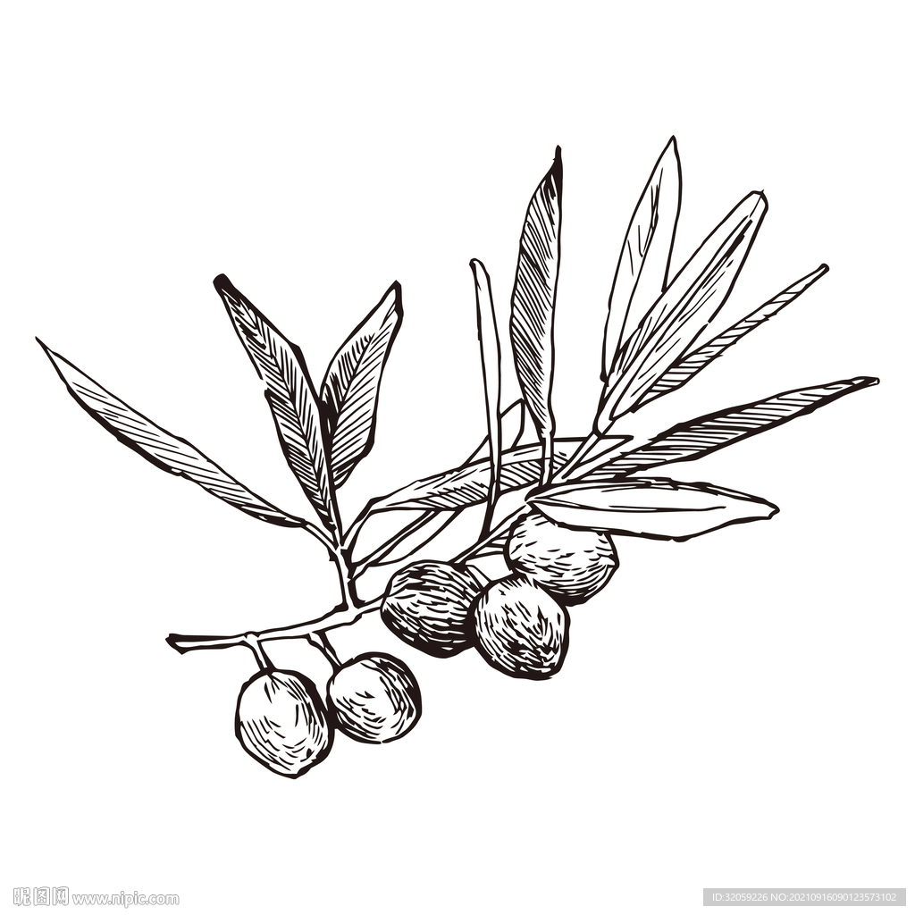矢量果实植物插画