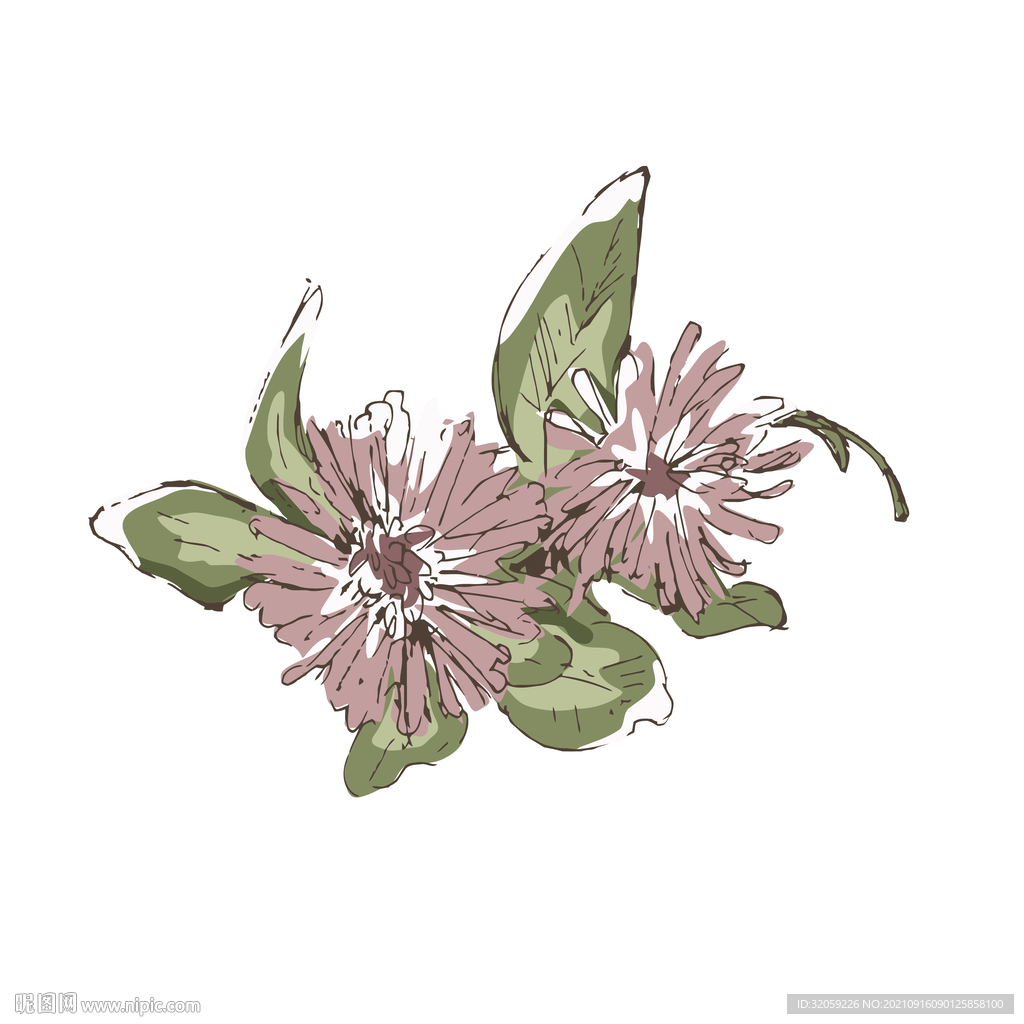 矢量花朵植物插画