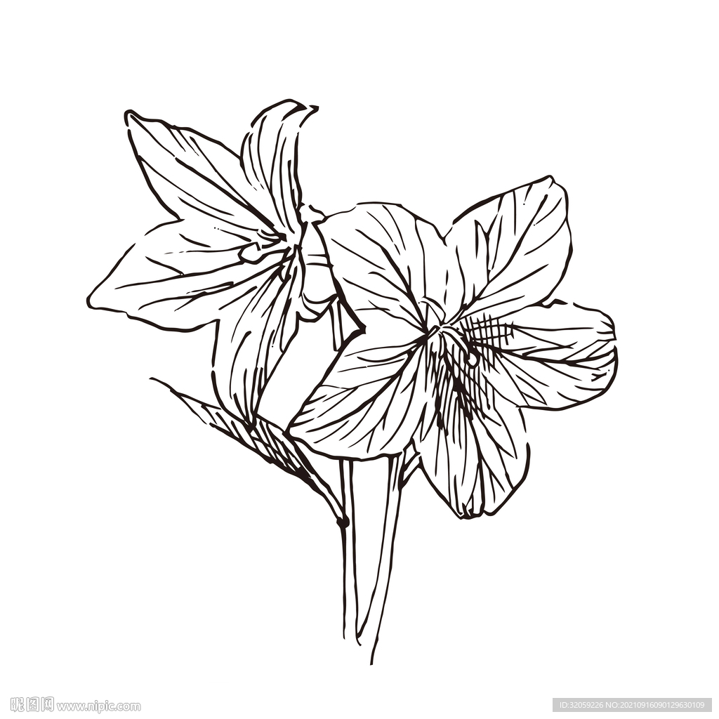 矢量花朵植物百合手绘线稿插画