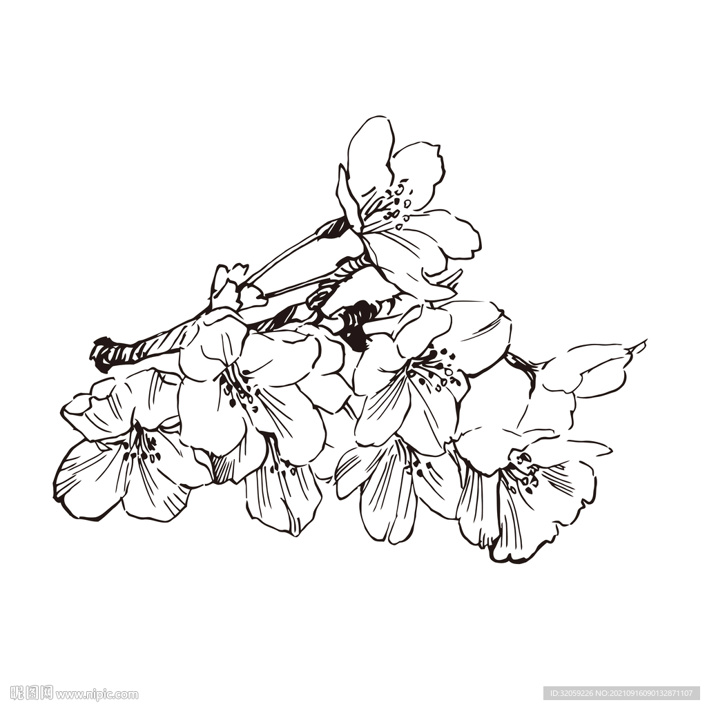 矢量桃花植物花朵手绘线稿插画