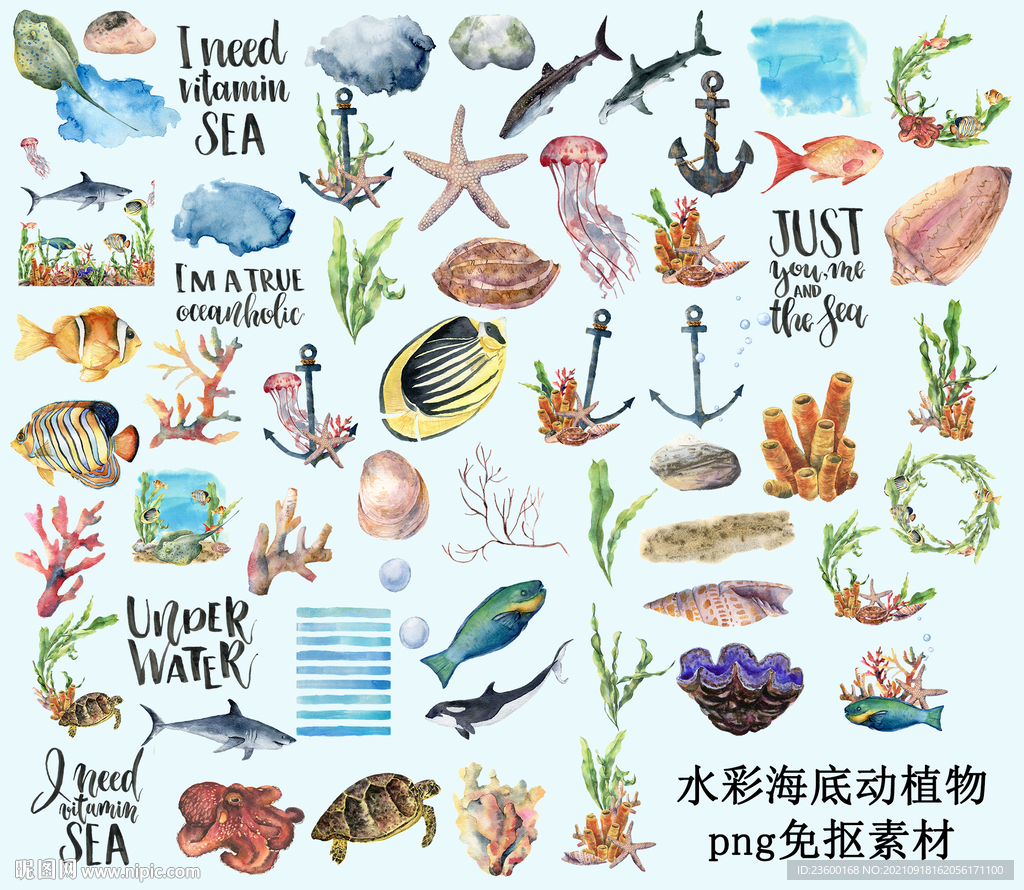水彩海底动植物