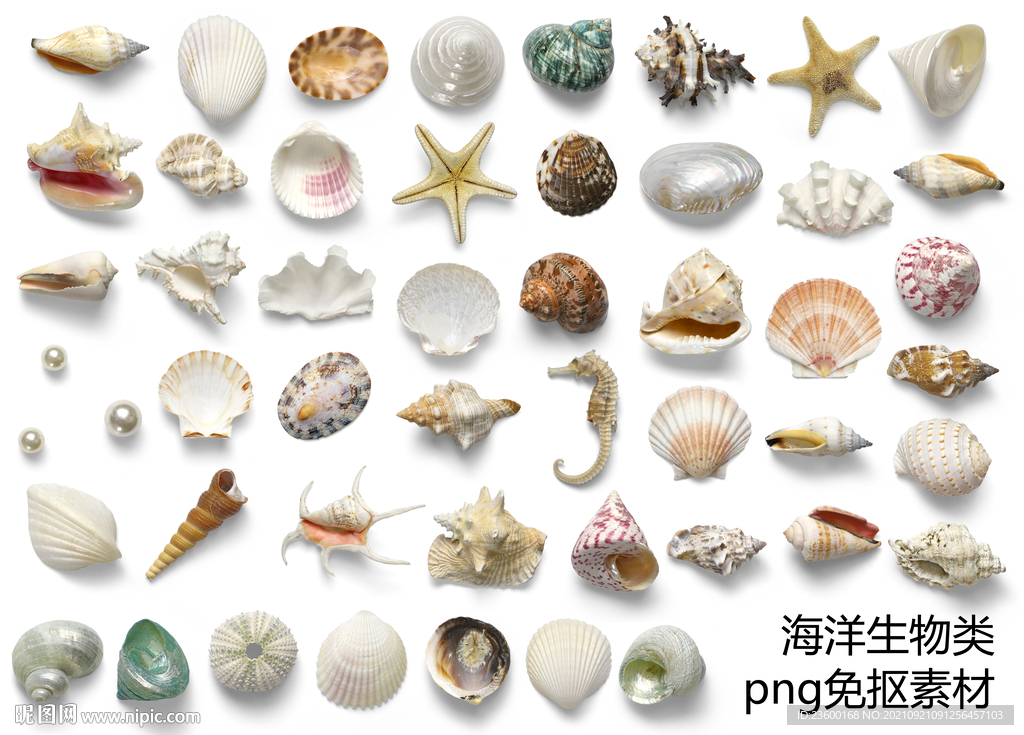 海洋生物