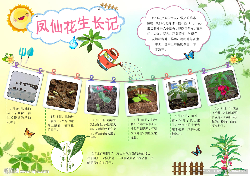 凤仙花植物生长小报