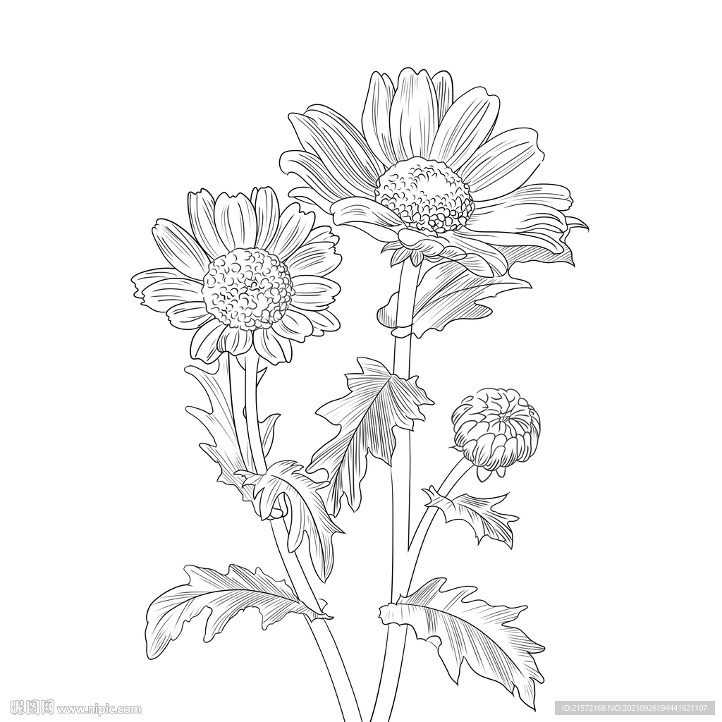 花朵白描手绘线稿
