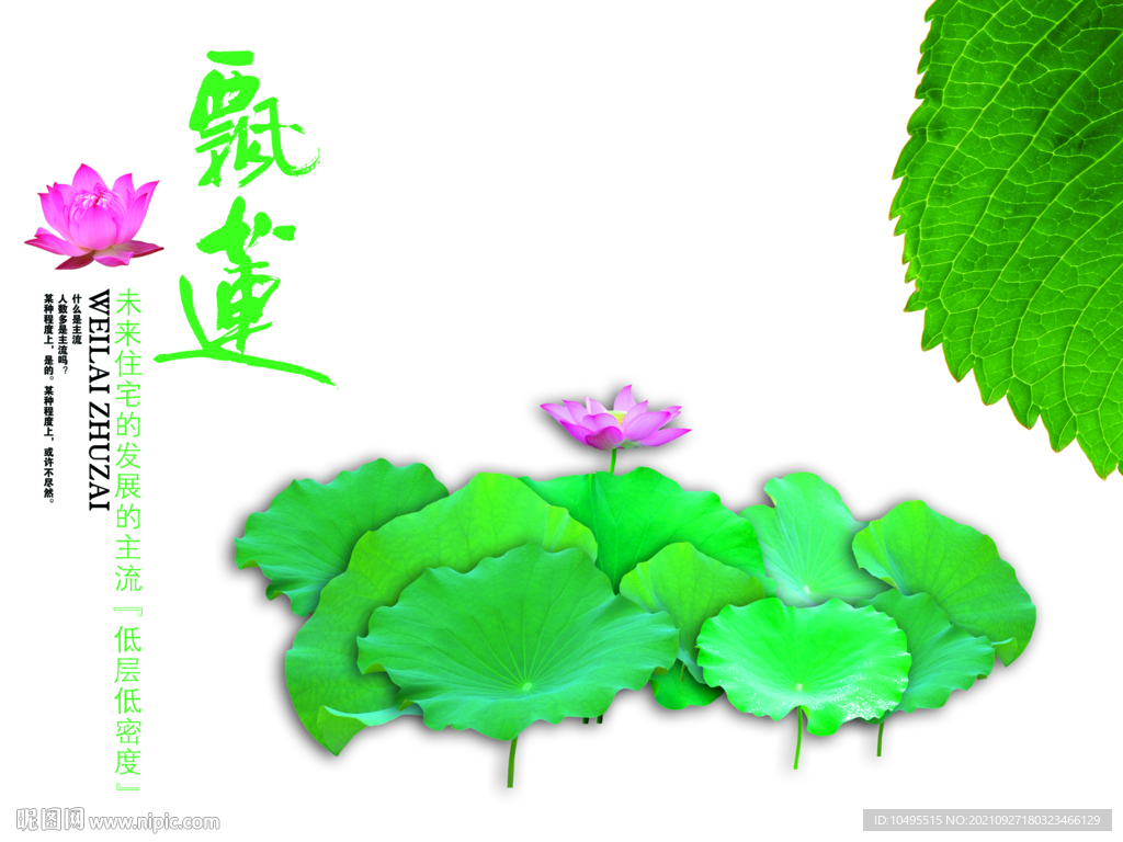 莲花
