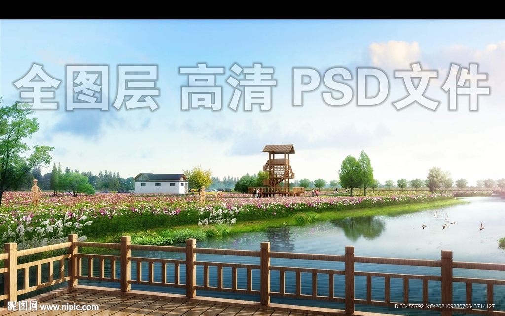 波斯菊