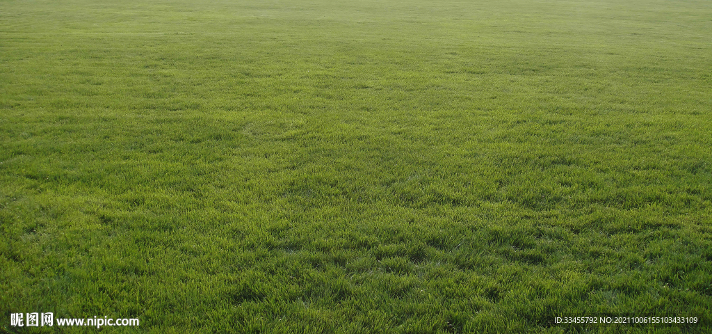 极致高清的草地