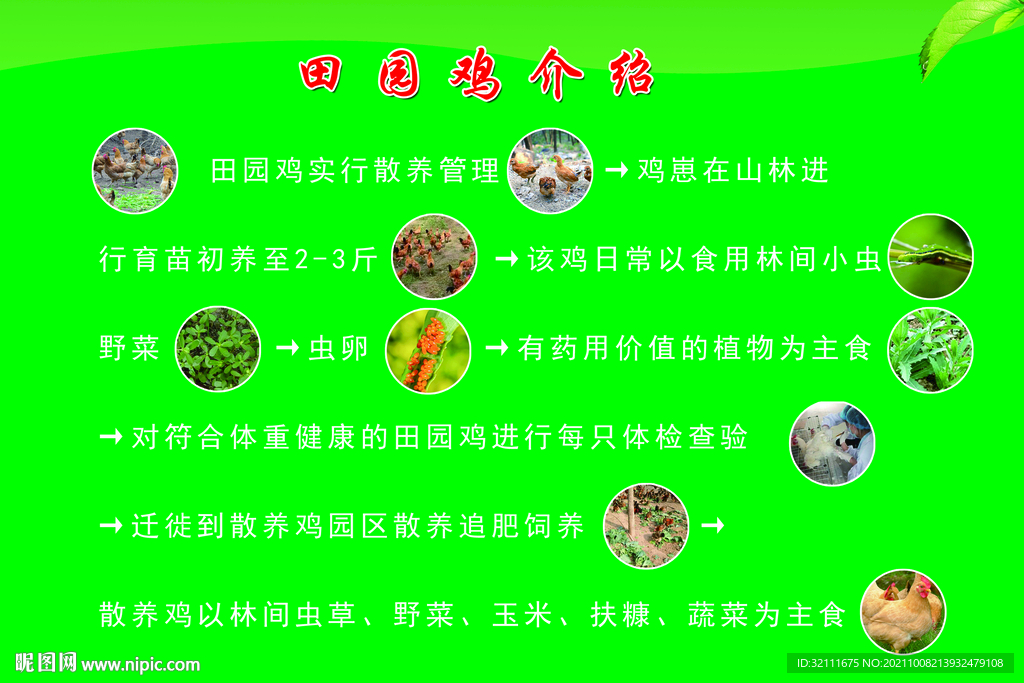 养鸡介绍