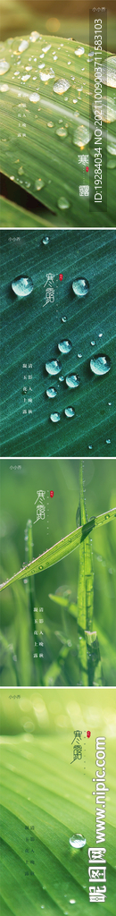 寒露