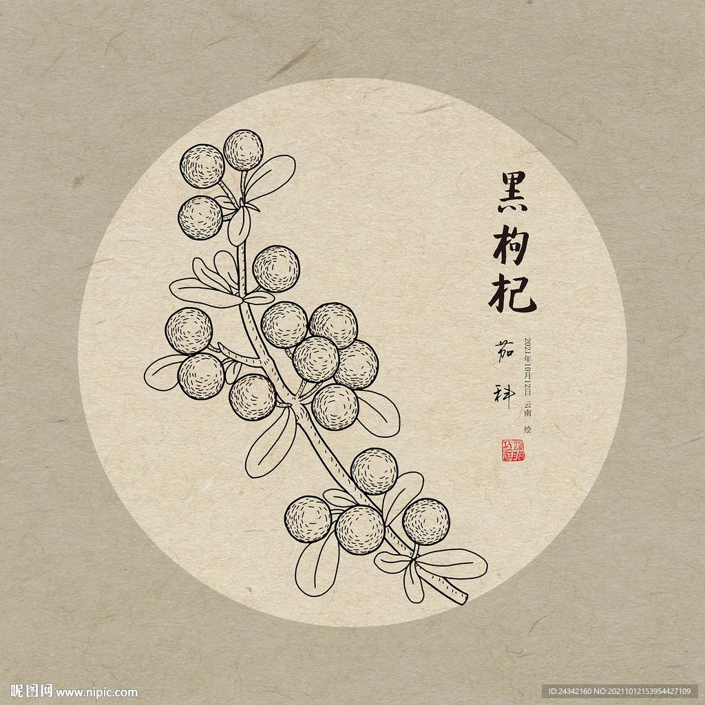 手绘黑枸杞