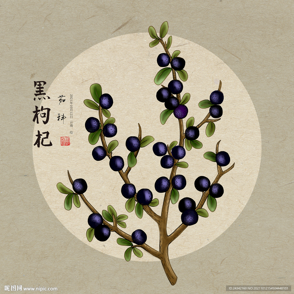 手绘黑枸杞