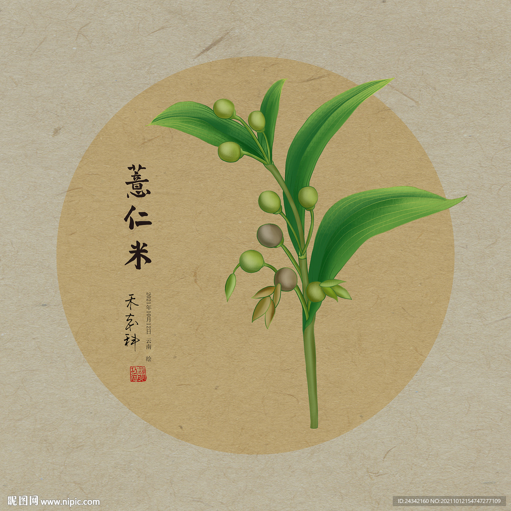 薏仁米