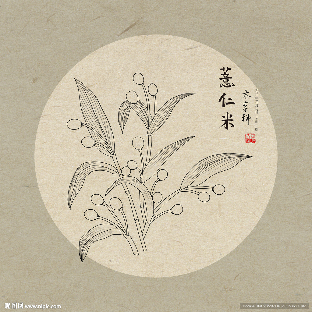 薏仁米