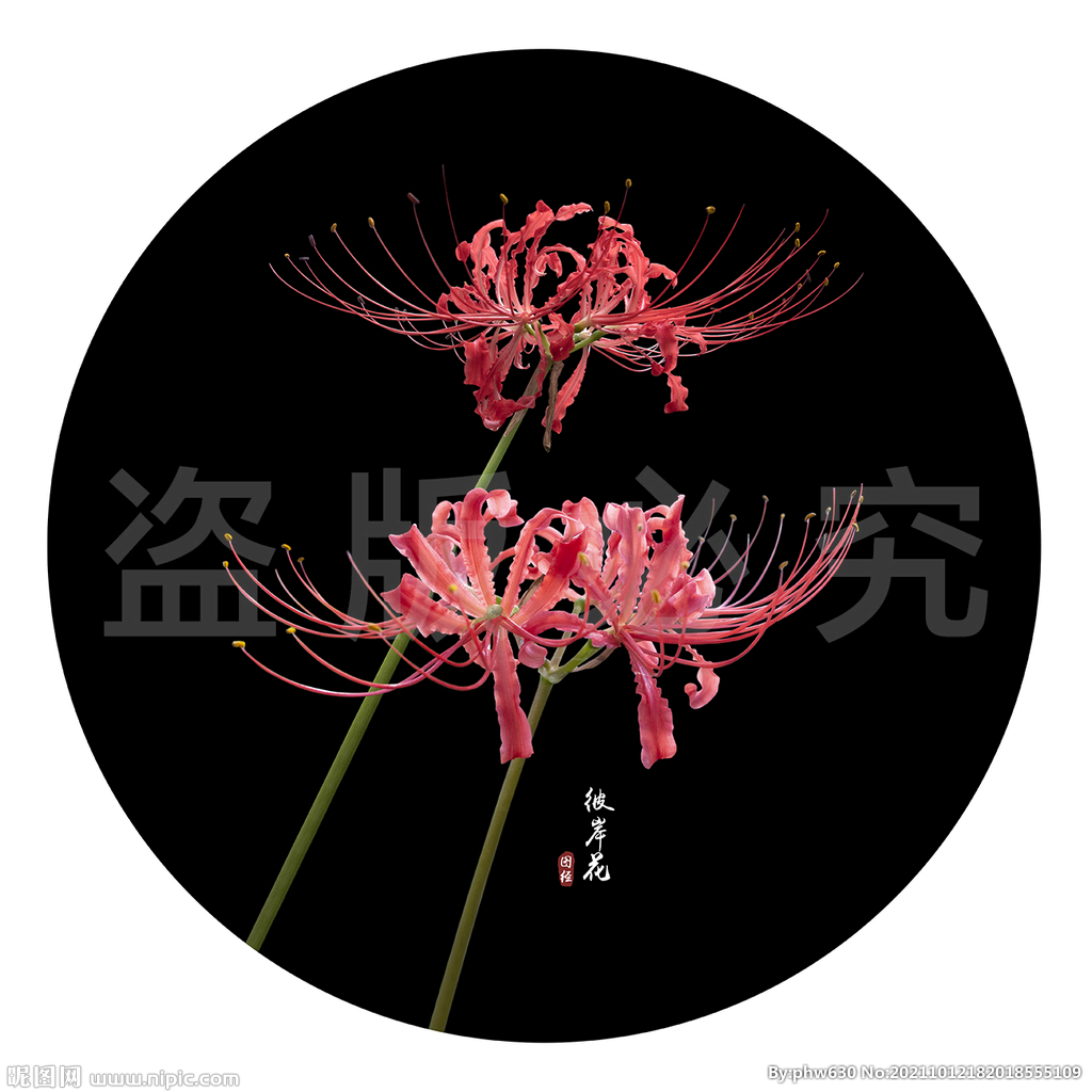 彼岸花