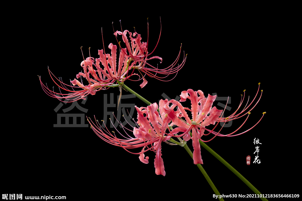 彼岸花