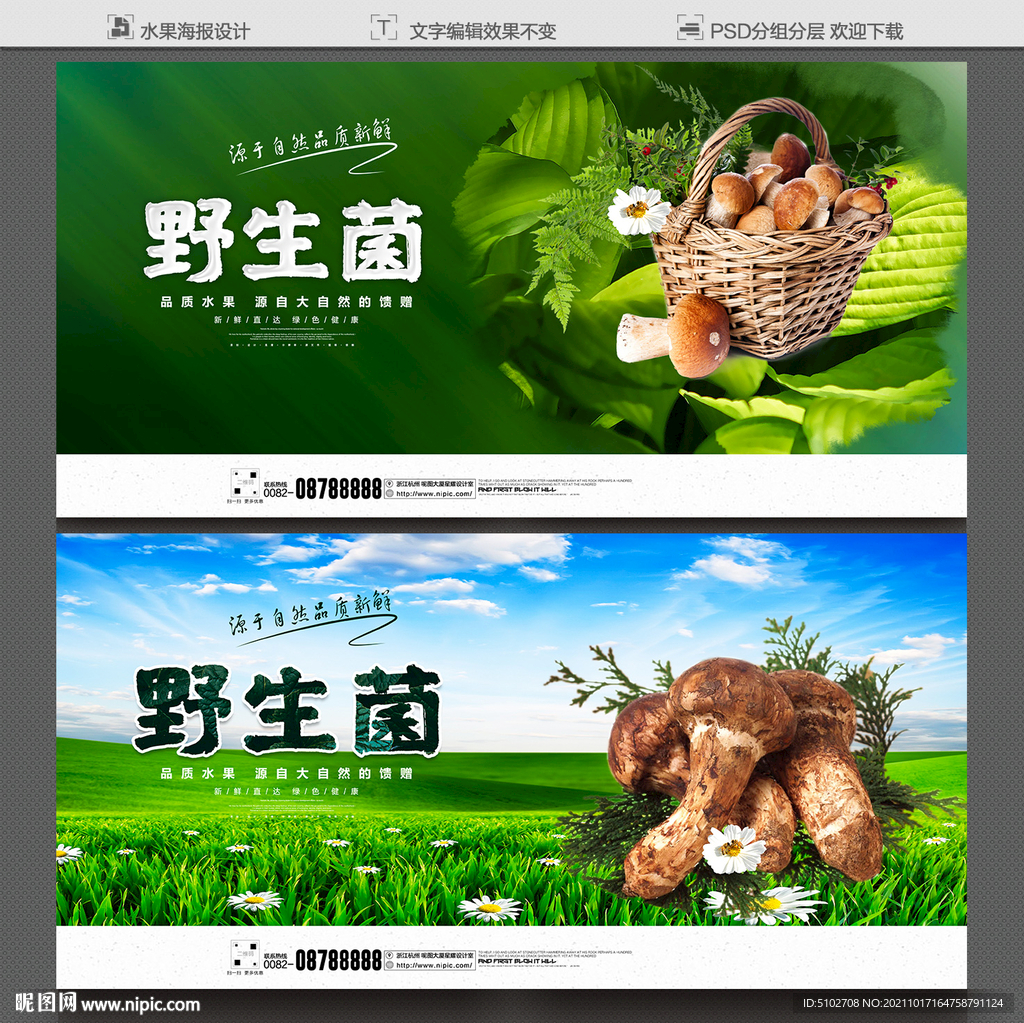 野生菌