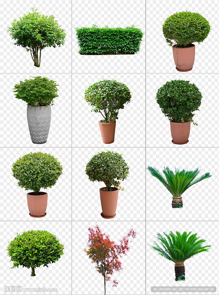 园林绿化带植物