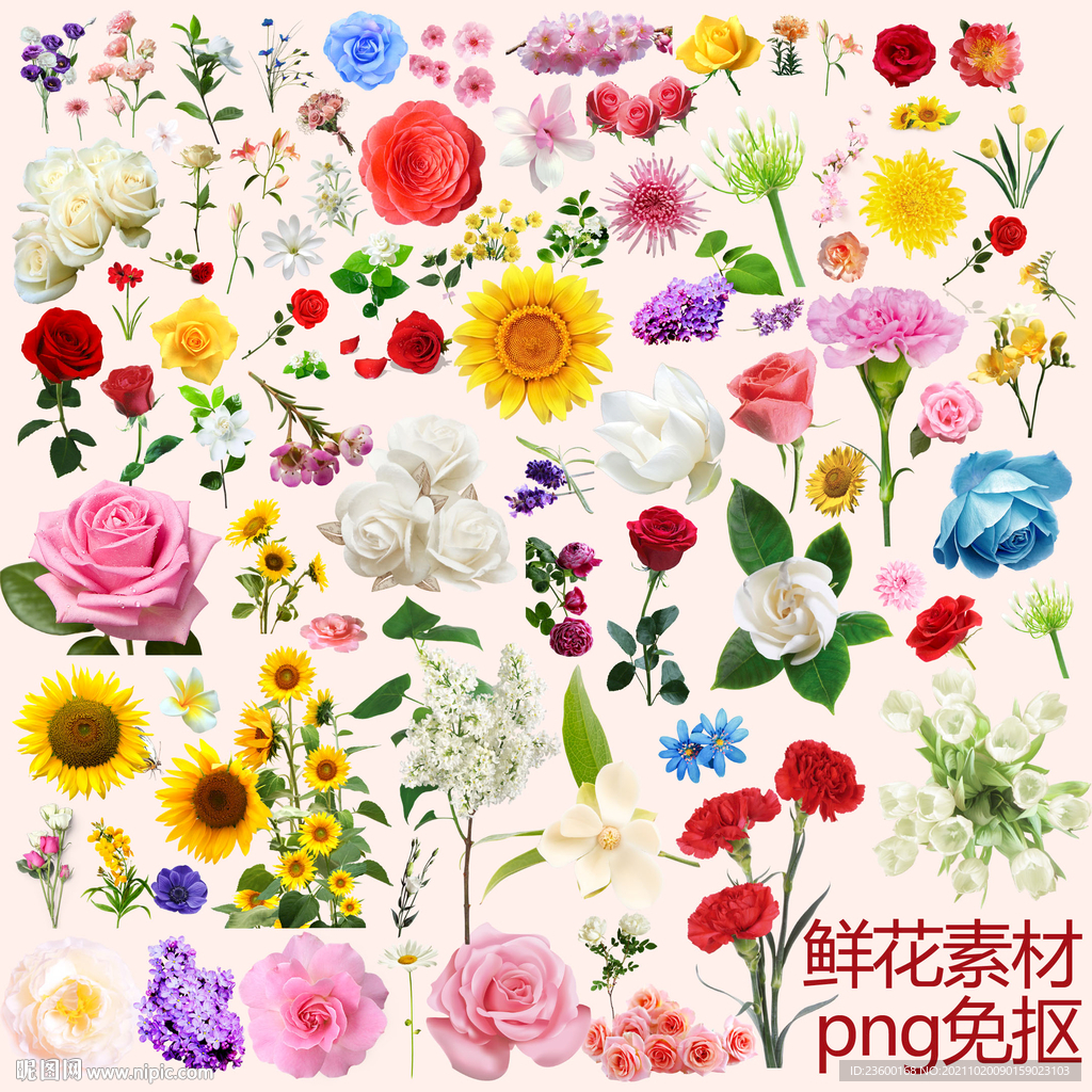 鲜花素材