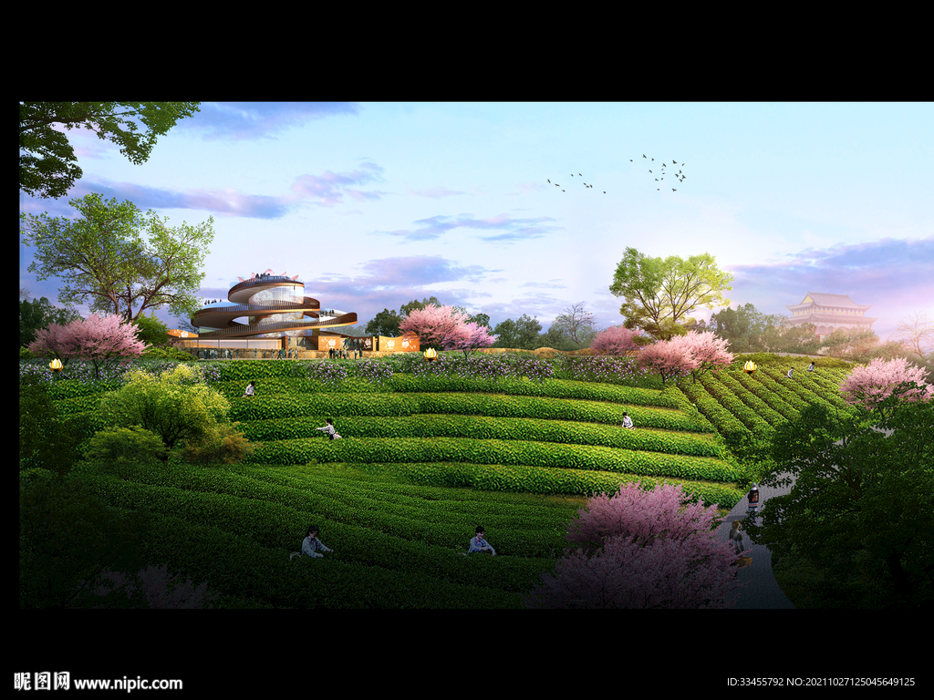 山坡茶田