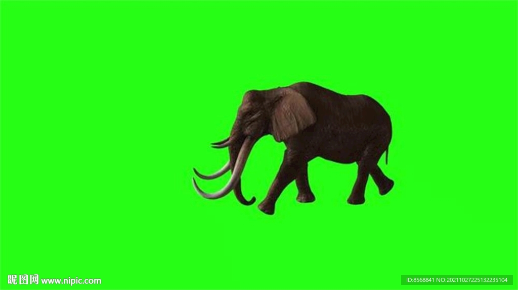 大象 绿幕 素材