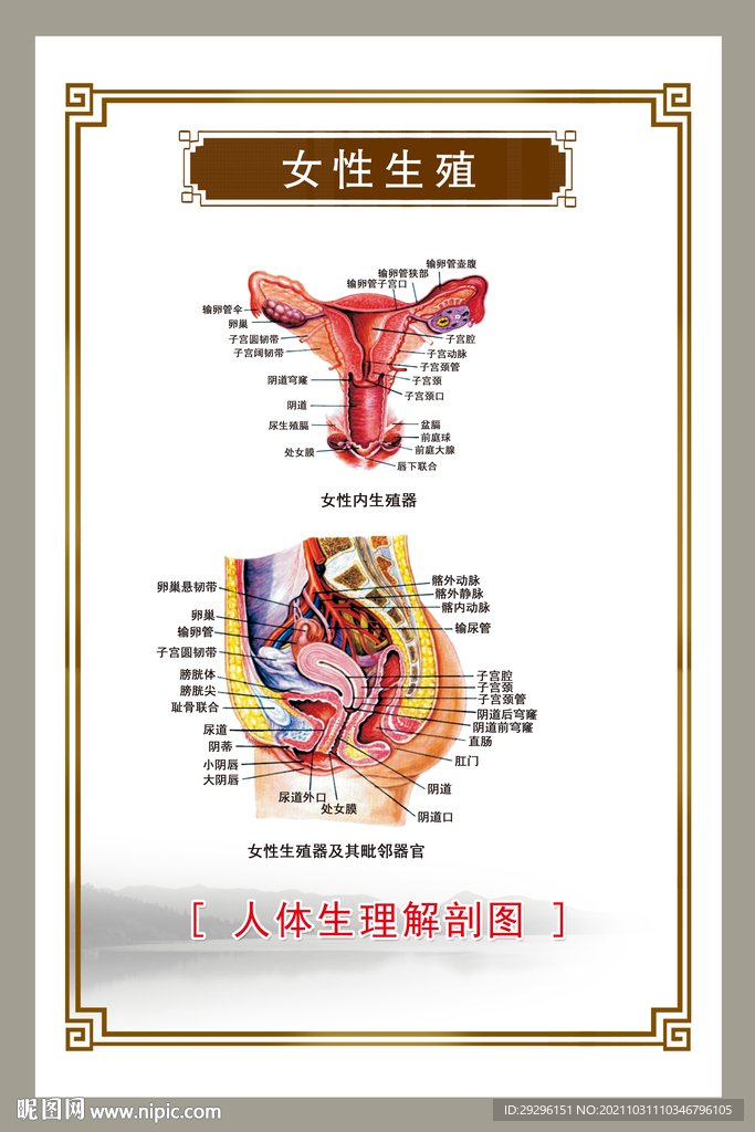 生殖系统挂图