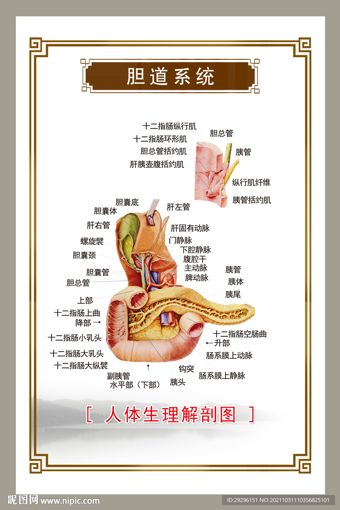 胆道系统